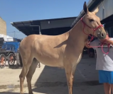 CARAMELA:Mule au Caractère Exceptionnel