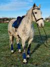 Cheval PRE PP, 10 ans, hongre,  1m62