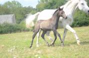 Foal mâle WPB par Very Star Kerveyer 