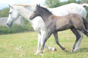 Foal mâle WPB par Very Star Kerveyer 