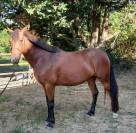 PONEY CONNEMARA PAT BRED 4  ANS