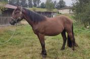 Cheval de race Auvergne 