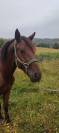 Cheval de race Auvergne 