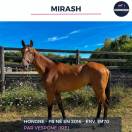 MAGNIFIQUE HONGRE PS BAI - MIRASH - 8 ANS 