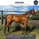 MAGNIFIQUE HONGRE PS BAI - MIRASH - 8 ANS 