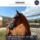 MAGNIFIQUE HONGRE PS BAI - MIRASH - 8 ANS 