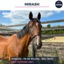 MAGNIFIQUE HONGRE PS BAI - MIRASH - 8 ANS 