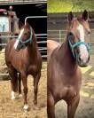 Jument Quarter Horse PP