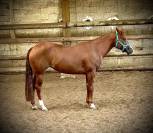 Jument Quarter Horse PP