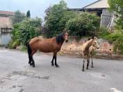 Vente poulinière connemara pleine et suitée 