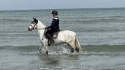 Poney connemara 7ans sport