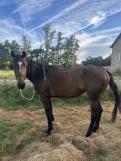 Trotteuse française 4 ans 