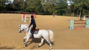 À louer écurie, entre 10 et 20 boxes vide pour chevaux