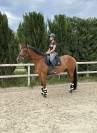 Cheval 8 ans - dressage / loisir 