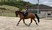 Cheval 8 ans - dressage / loisir 