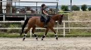 Cheval 8 ans - dressage / loisir 