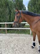 Cheval 8 ans - dressage / loisir 