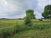 Propriété équestre 15 mn de Marennes (17) - sur 1,7 ha 