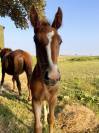 Pension chevaux - CE de L’Abbaye des Quinze (62156 Dury)