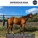 MAGNIFIQUE HONGRE PS BAI - IMPERIOUS MAN - 5 ANS 