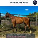 MAGNIFIQUE HONGRE PS BAI - IMPERIOUS MAN - 5 ANS 