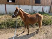 Poney B type welsh ONC