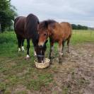 Adorable poney loisirs