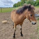 Adorable poney loisirs