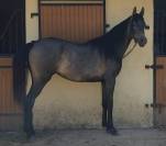 Magnifique Poulain Pur Sang Arabe 2 ans