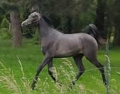 Magnifique Poulain Pur Sang Arabe 2 ans