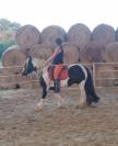 IRISH COB Hongre, 5 ANS