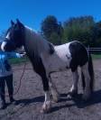 IRISH COB Hongre, 5 ANS