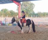 IRISH COB Hongre, 5 ANS