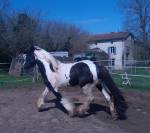 IRISH COB Hongre, 5 ANS