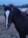 IRISH COB