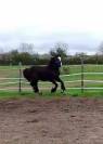 IRISH COB