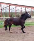 IRISH COB