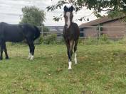 Magnifique foal pour le sport et élevage 