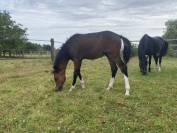 Magnifique foal pour le sport et élevage 