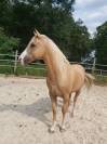 Magnifique Hongre Palomino de 12 ans