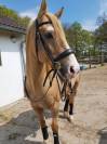 Magnifique Hongre Palomino de 12 ans