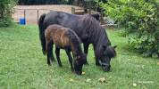 Magnifiques Shetlands PP (mère et pouliche)