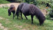 Magnifiques Shetlands PP (mère et pouliche)