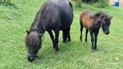 Magnifiques Shetlands PP (mère et pouliche)