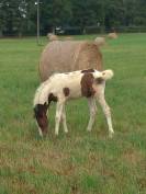 Pouliche origines Welsh 