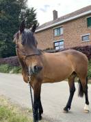 Cheval à vendre - Hongre trotteur français