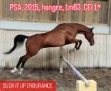 Cheval de sport et assurance vie