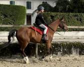 Cheval de sport et assurance vie