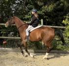 Cheval de sport et assurance vie