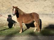 Jument welsh mountain pony